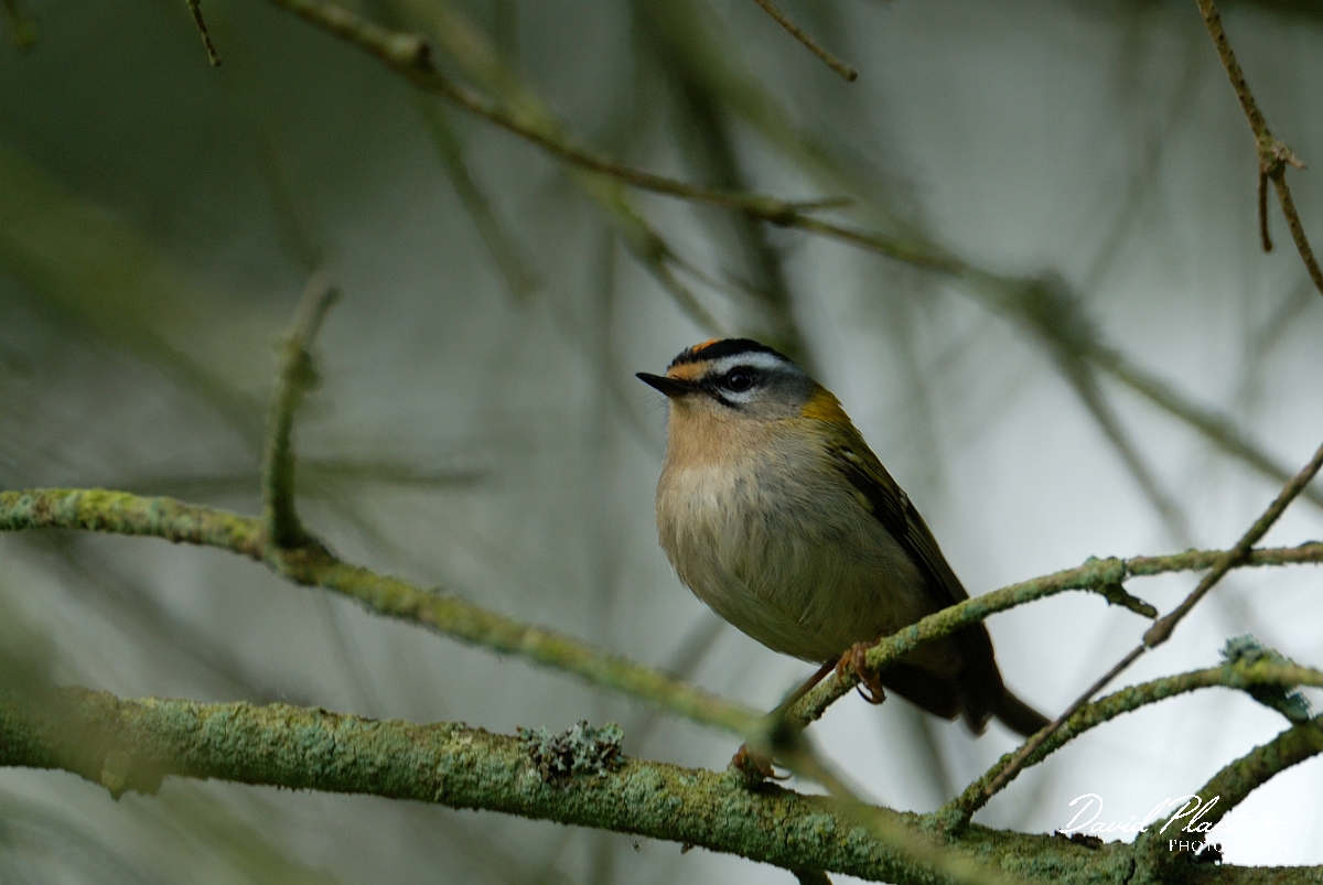 David Plant Photography - Wildlife Photography - Firecrest - E.jpg - Firecrest - Gloucestershire