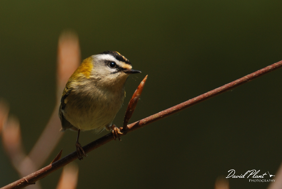 David Plant Photography - Wildlife Photography - Firecrest - F.jpg - Firecrest in beech - Gloucestershire
