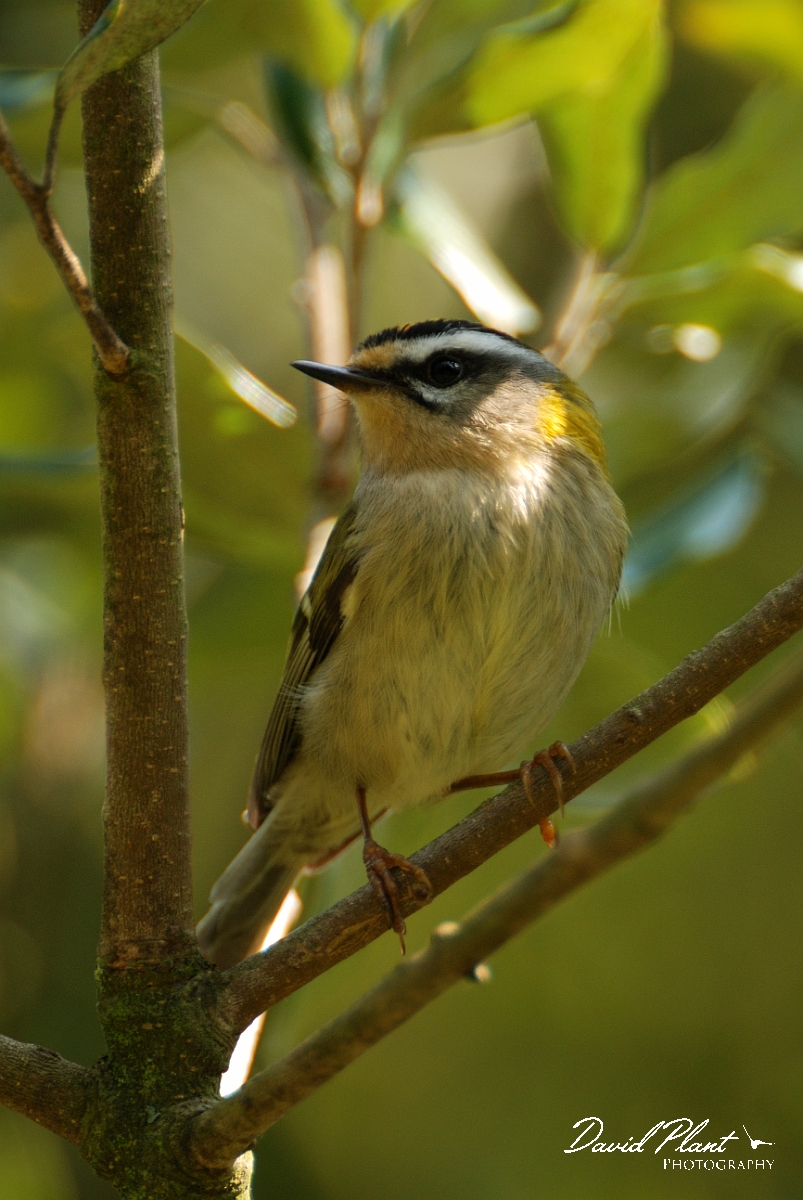 David Plant Photography - Wildlife Photography - Firecrest - G.jpg - Firecrest - Gloucestershire