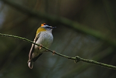 David Plant Photography - Wildlife Photography - Firecrest - A