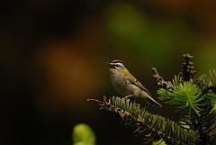David Plant Photography - Wildlife Photography - Firecrest - B