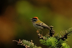 David Plant Photography - Wildlife Photography - Firecrest - C