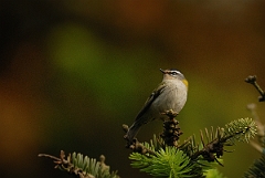 David Plant Photography - Wildlife Photography - Firecrest - D