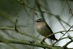 David Plant Photography - Wildlife Photography - Firecrest - E