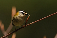 David Plant Photography - Wildlife Photography - Firecrest - F