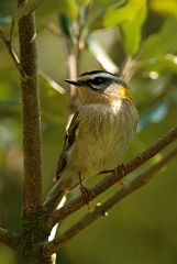 David Plant Photography - Wildlife Photography - Firecrest - G