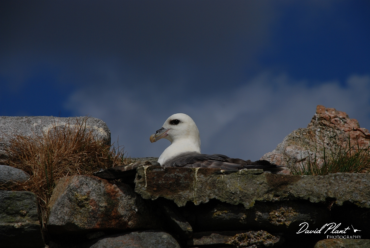 David Plant Photography - Wildlife Photographer - Fulmar - A.JPG - Fulmar - Shetland Islands