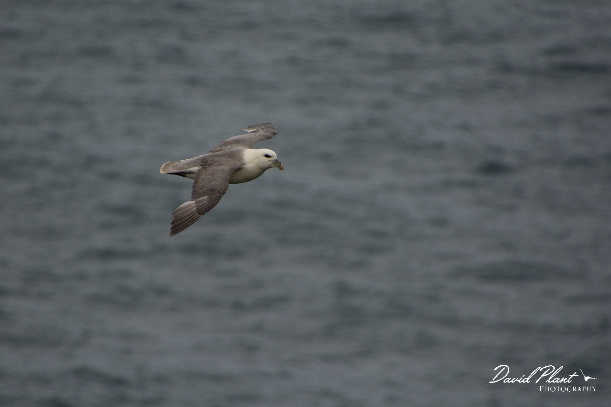 David Plant Photography - Wildlife Photographer - Fulmar - B.jpg - Fulmar in flight - Sutherland