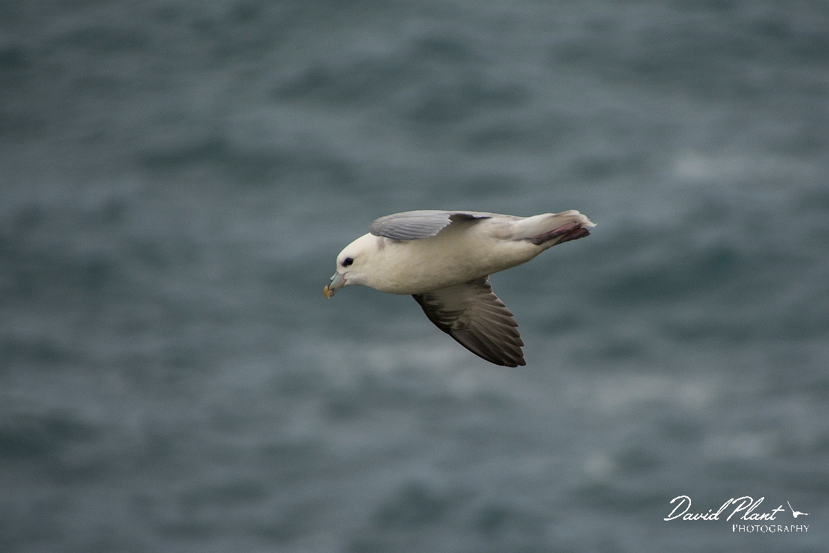 David Plant Photography - Wildlife Photographer - Fulmar - C.jpg - Fulmar in flight - Sutherland