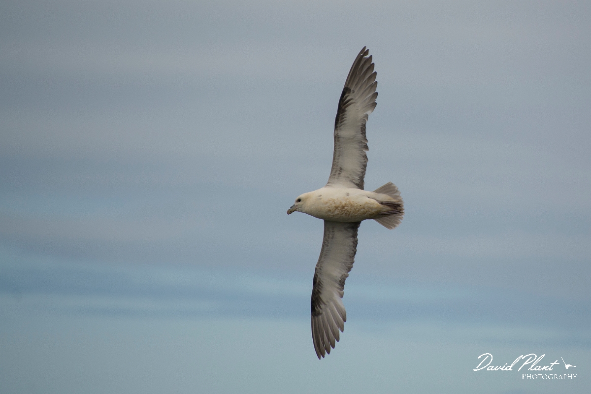 David Plant Photography - Wildlife Photographer - Fulmar - D.jpg - Fulmar in flight - Sutherland
