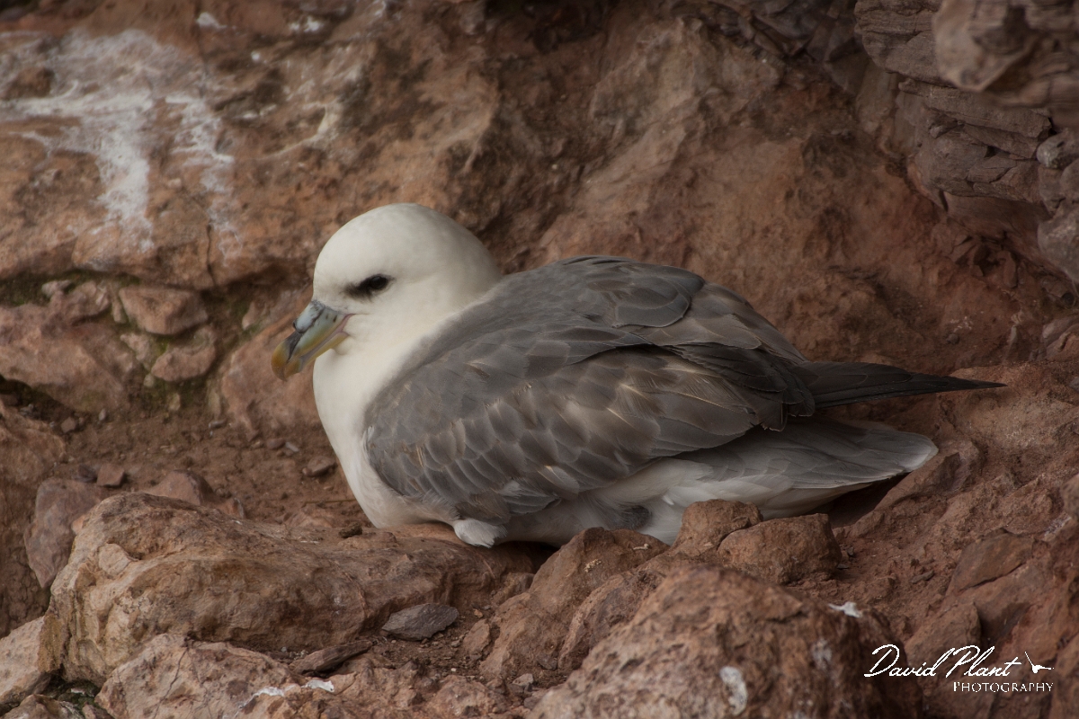 David Plant Photography - Wildlife Photographer - Fulmar - F.jpg - Fulmar - Conwy
