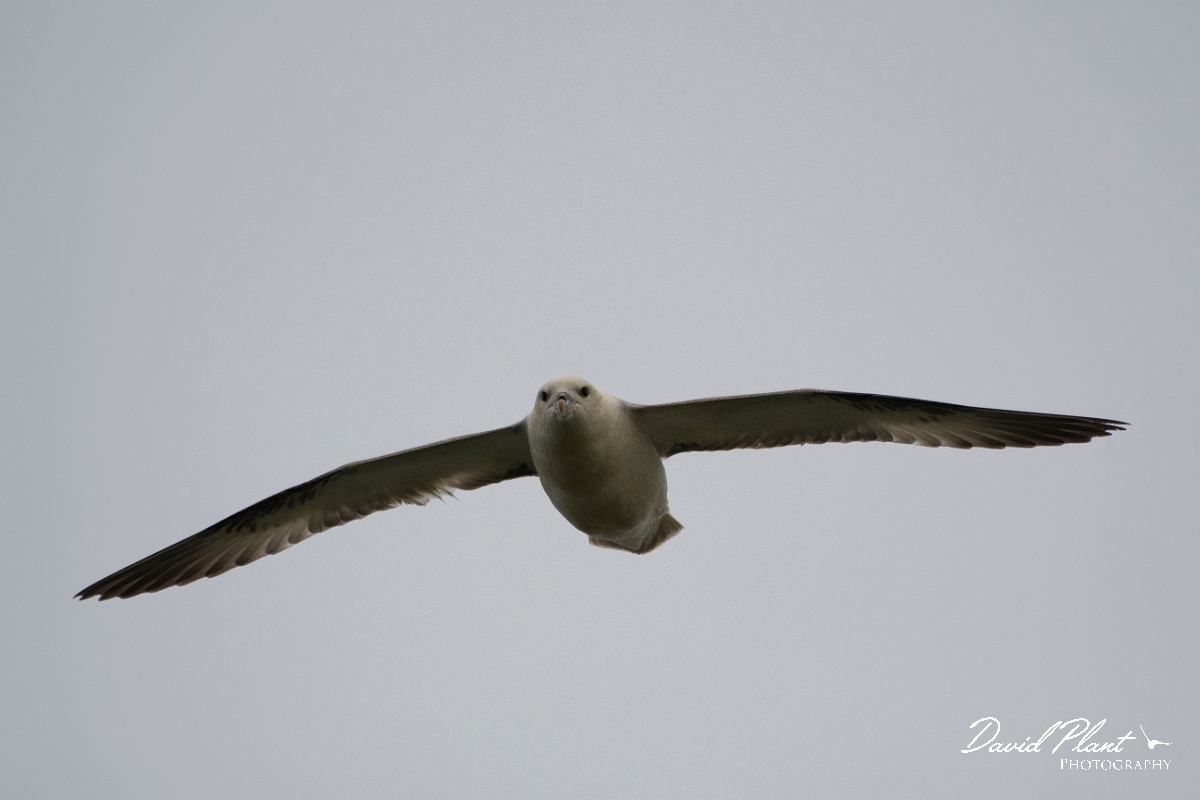 David Plant Photography - Wildlife Photography - Fulmar - G.JPG - Fulmar in flight - Caithness