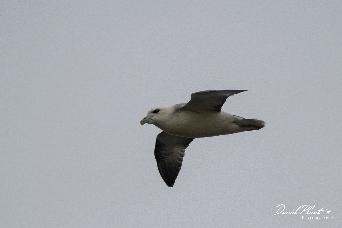 David Plant Photography - Wildlife Photography - Fulmar - I.JPG - Fulmar in flight - Caithness
