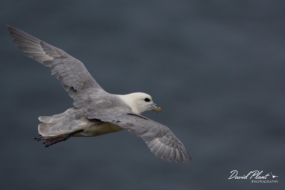 David Plant Photography - Wildlife Photography - Fulmar - J.JPG - Fulmar in flight - Caithness