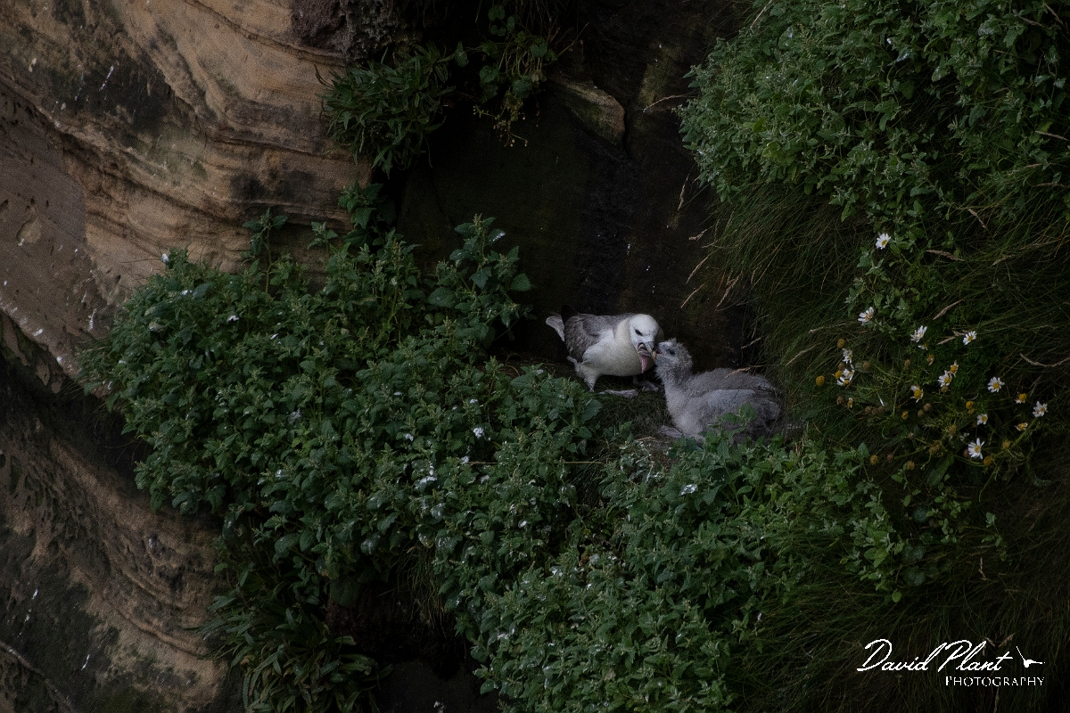 David Plant Photography - Wildlife Photography - Fulmar - K.JPG - Fulmar feeding chick - Caithness
