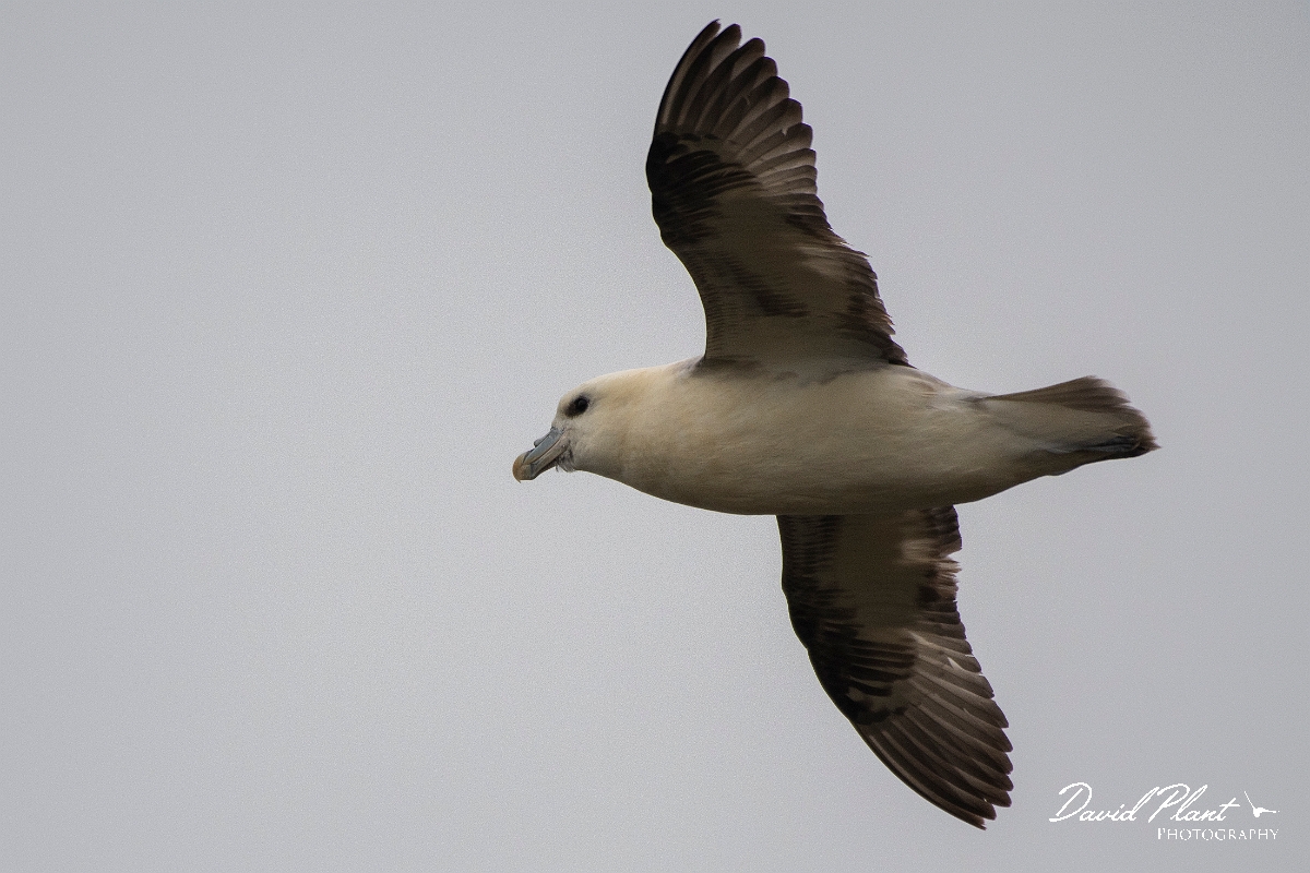 David Plant Photography - Wildlife Photography - Fulmar - M.JPG - Fulmar in flight - Caithness