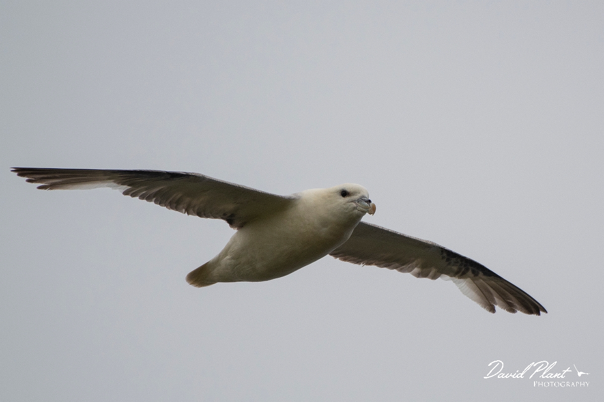 David Plant Photography - Wildlife Photography - Fulmar - N.JPG - Fulmar in flight - Caithness