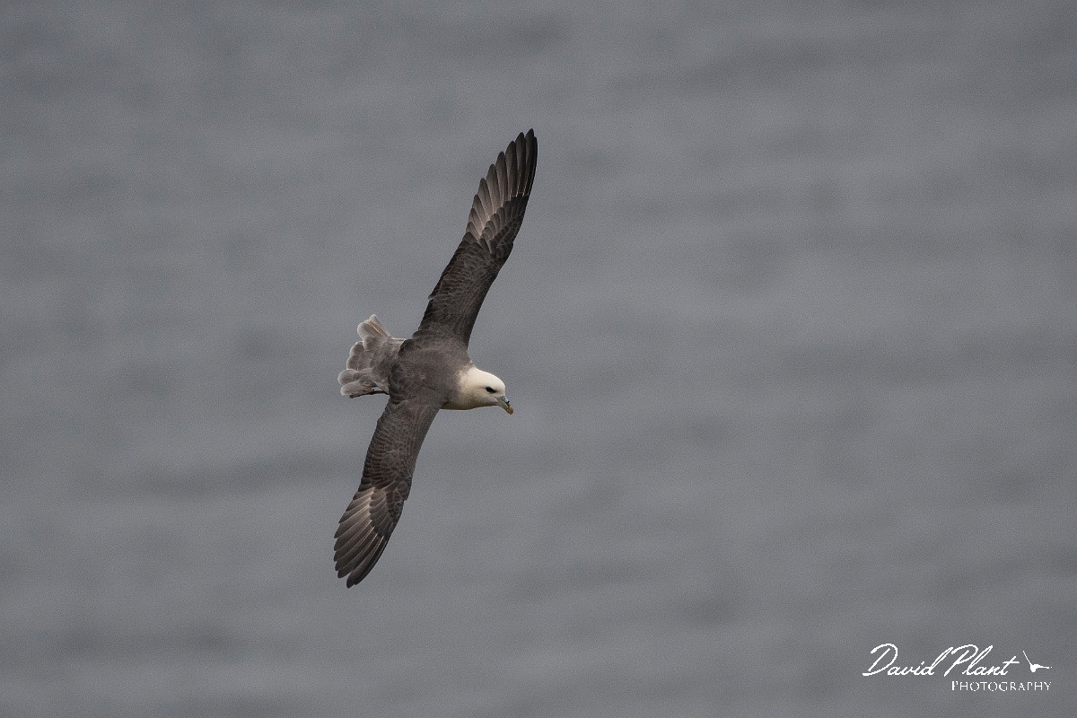David Plant Photography - Wildlife Photography - Fulmar - O.JPG - Fulmar in flight - Caithness