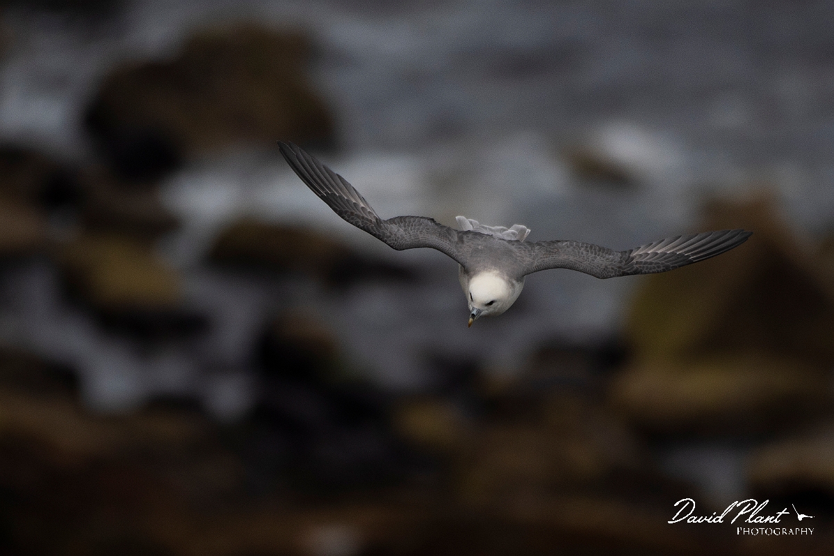 David Plant Photography - Wildlife Photography - Fulmar - P.JPG - Fulmar in flight - Caithness