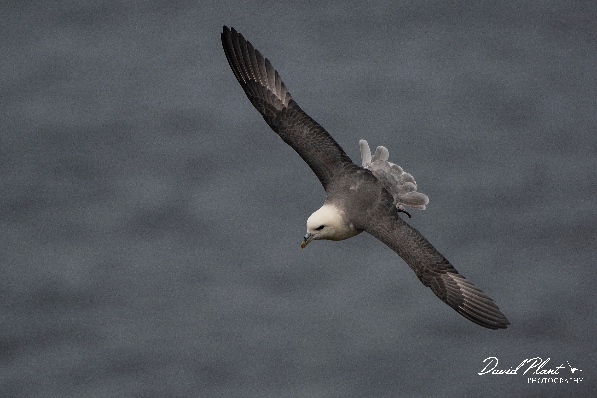 David Plant Photography - Wildlife Photography - Fulmar - Q.JPG - Fulmar in flight - Caithness
