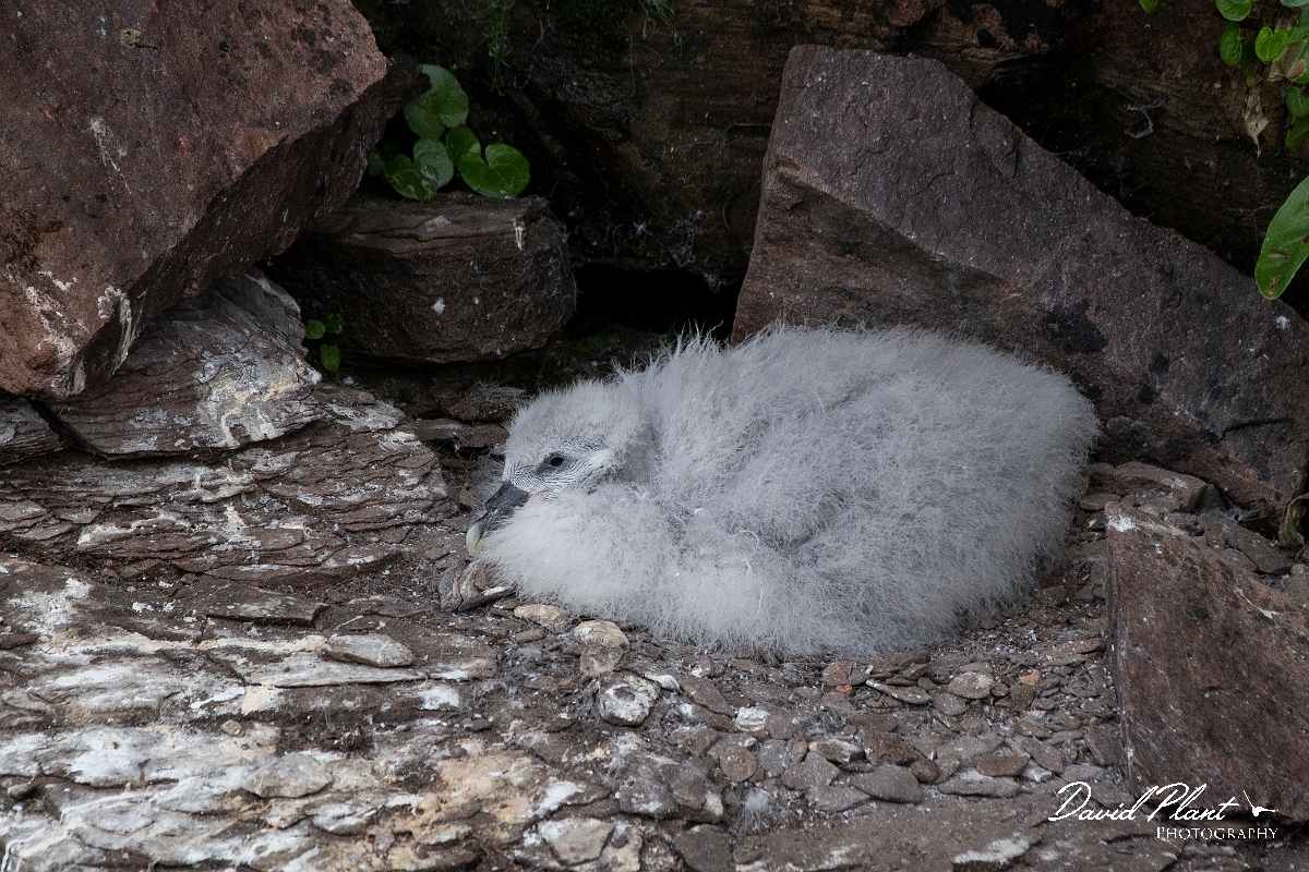 David Plant Photography - Wildlife Photography - Fulmar - U.JPG - Fulmar chick - Highlands