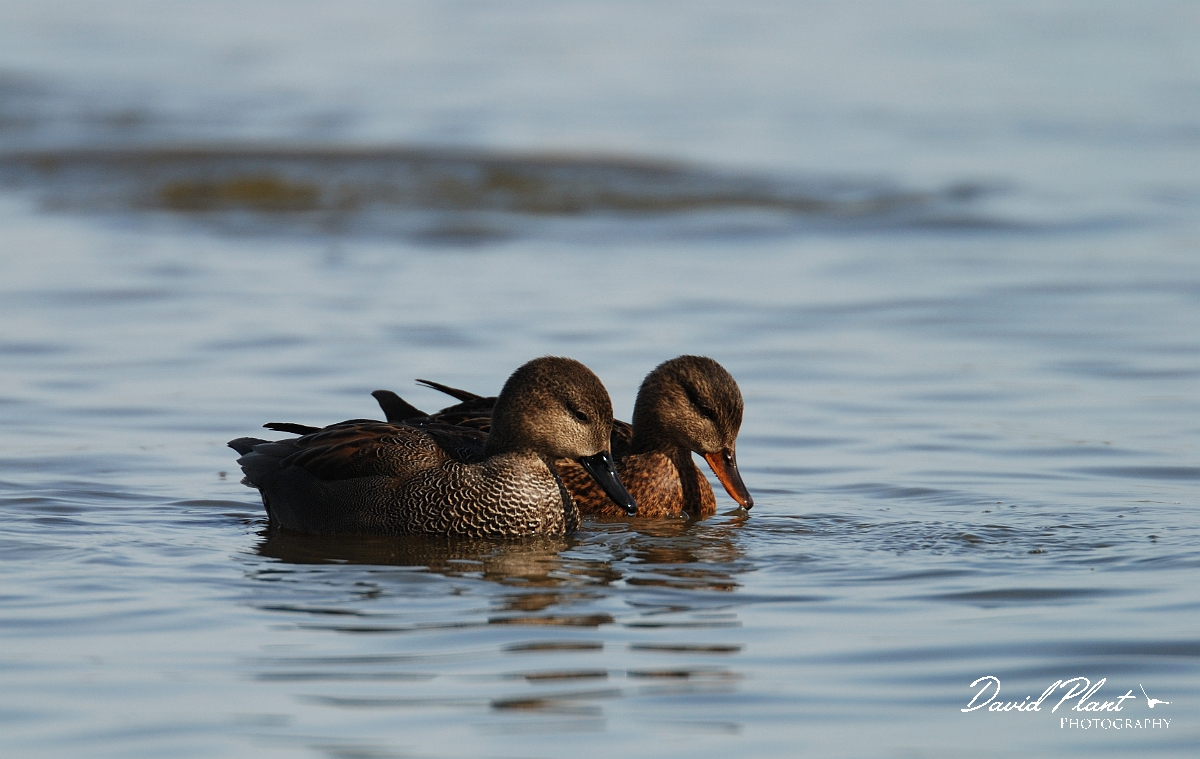 David Plant Photography - Wildlife Photographer - Gadwall - A.jpg - Gadwall, male and female - Slimbridge