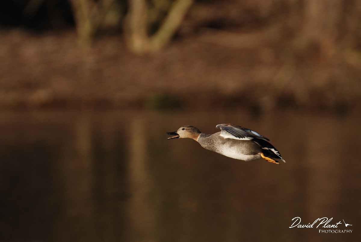 David Plant Photography - Wildlife Photography - Gadwall - D.jpg - Gadwall, male, in flight - Cambridgeshire