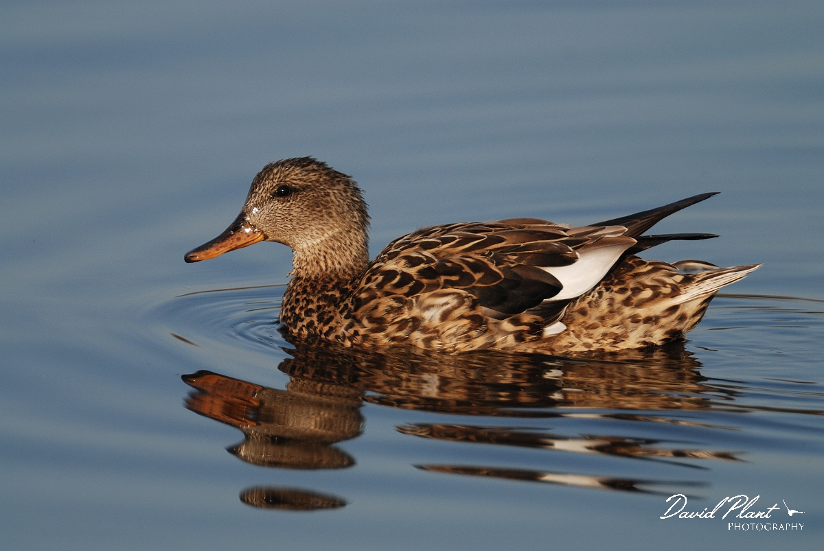 David Plant Photography - Wildlife Photography - Gadwall - F.jpg - Gadwall, female - Carmarthenshire