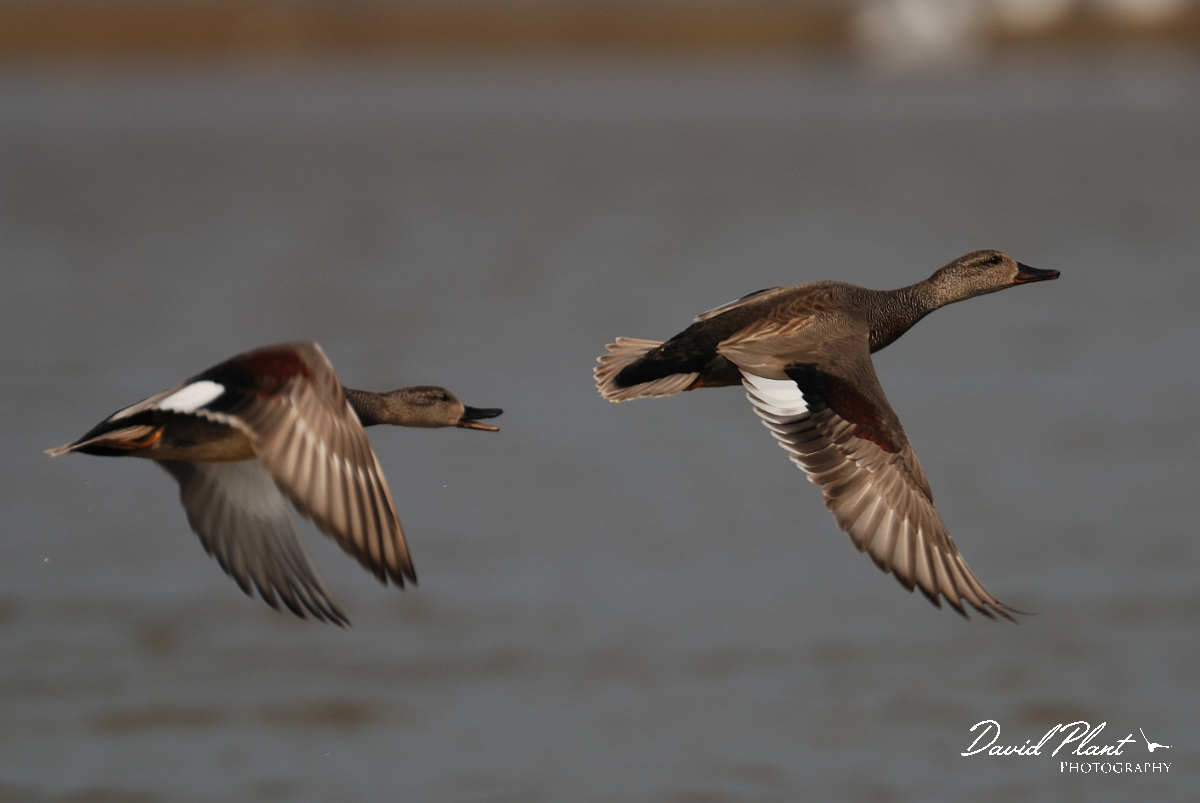 David Plant Photography - Wildlife Photography - Gadwall - G.jpg - Gadwall, male being chased by another - Norfolk