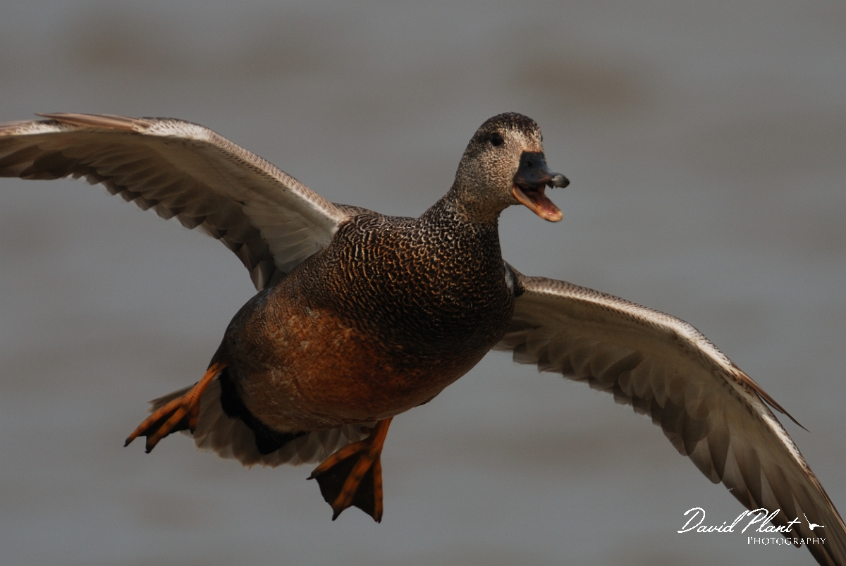 David Plant Photography - Wildlife Photography - Gadwall - H.jpg - Gadwall, male in flight - Norfolk