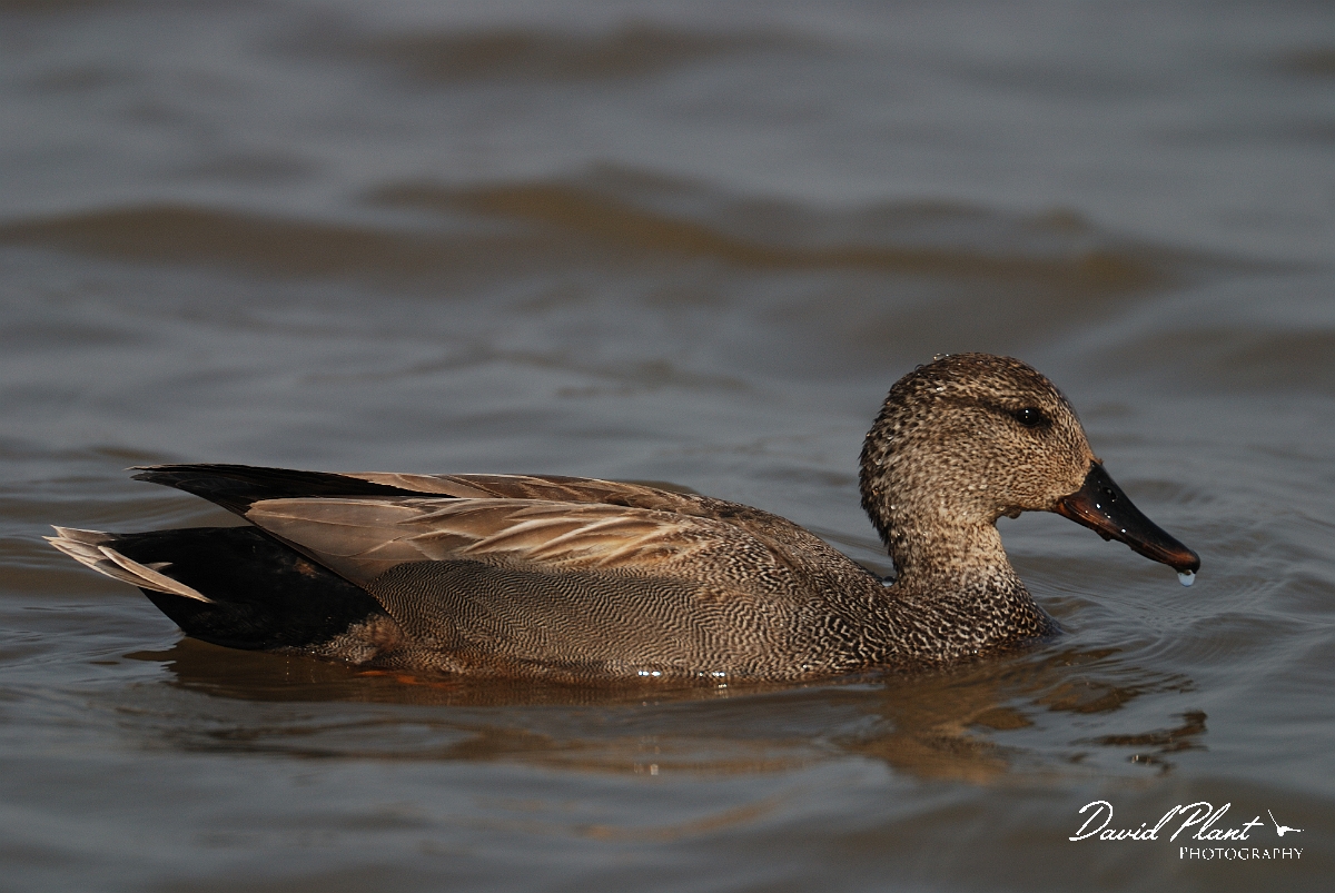 David Plant Photography - Wildlife Photography - Gadwall - I.jpg - Gadwall, male - Norfolk