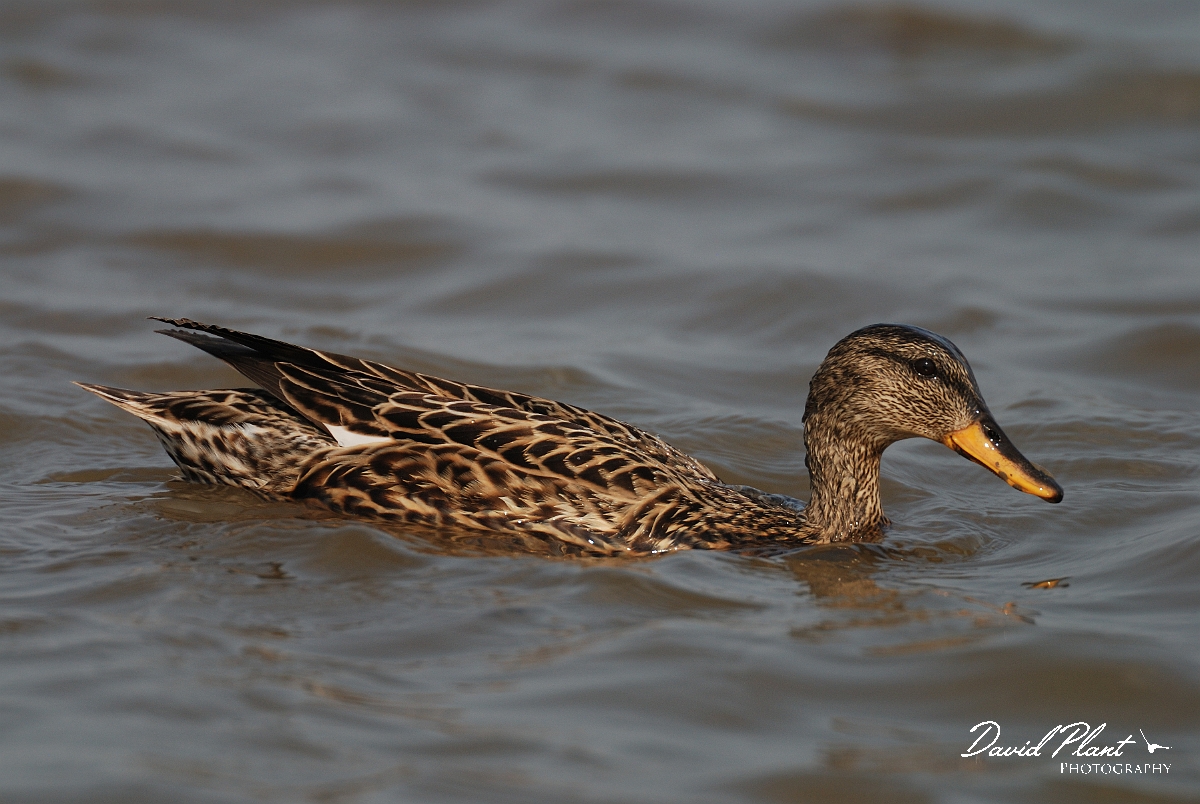 David Plant Photography - Wildlife Photography - Gadwall - J.jpg - Gadwall, male - Norfolk