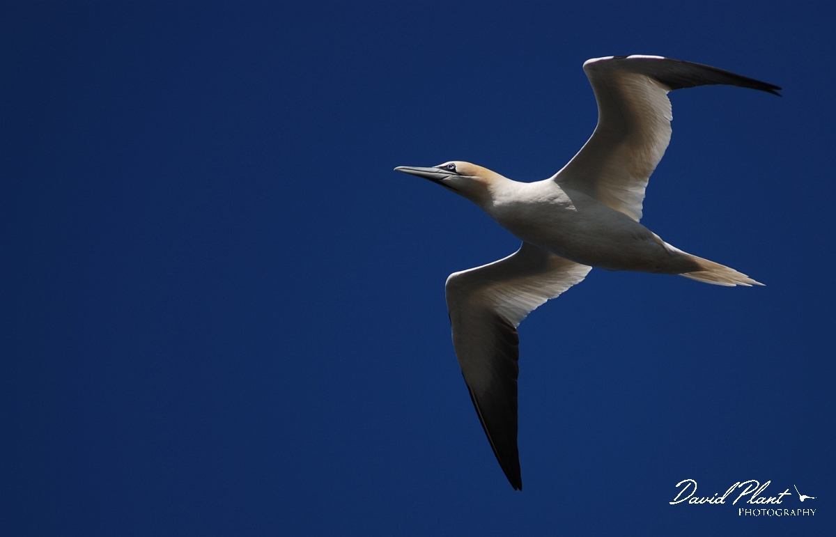 David Plant Photography - Wildlife Photographer - Gannet flying - A.JPG - Gannet in flight - Shetland Islands