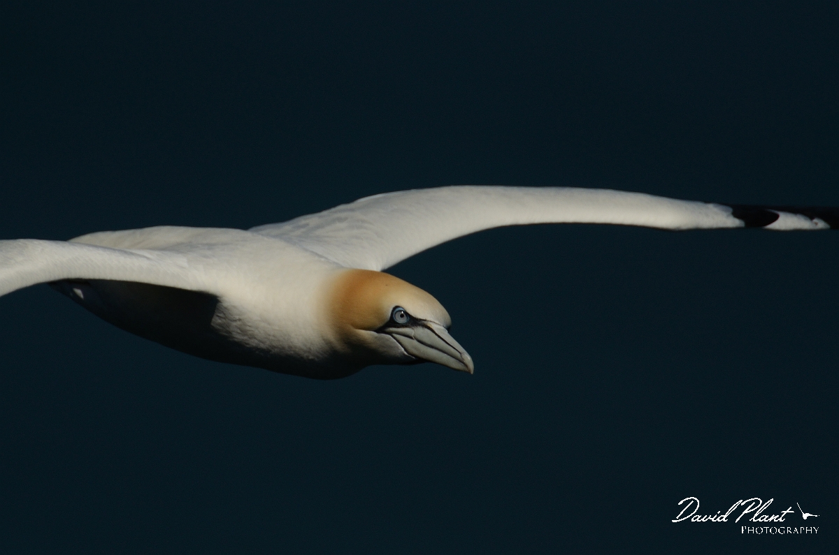 David Plant Photography - Wildlife Photography - Gannet - B.jpg - Gannet in flight - East Riding of Yorkshire