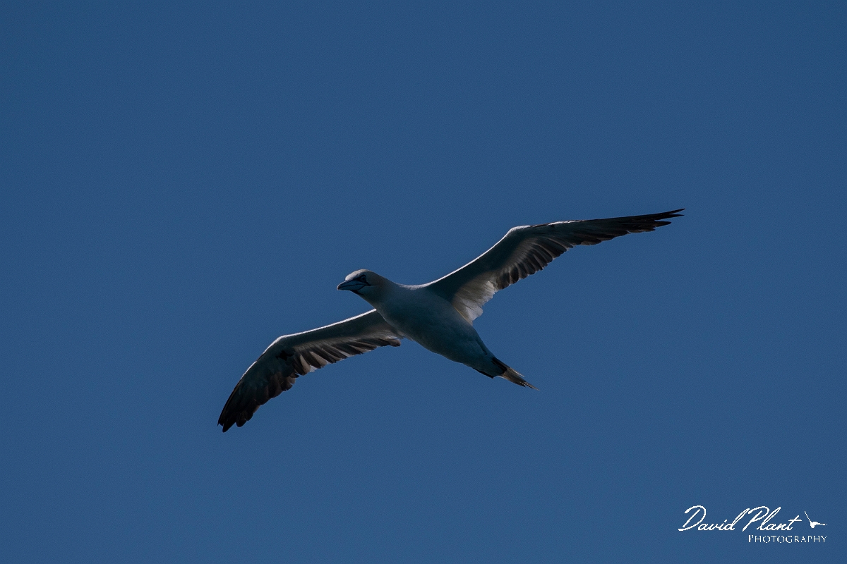 David Plant Photography - Wildlife Photography - Gannet - D.JPG - Gannet in flight - Sea off Devon