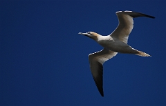 David Plant Photography - Wildlife Photographer - Gannet flying - A