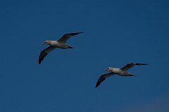 David Plant Photography - Wildlife Photography - Gannet - C