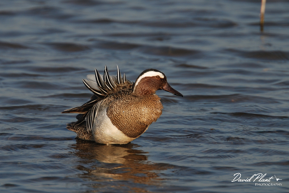 David Plant Photography - Wildlife Photography - Garganey - B.jpg - Garganey, male with feathers raised - Norfolk