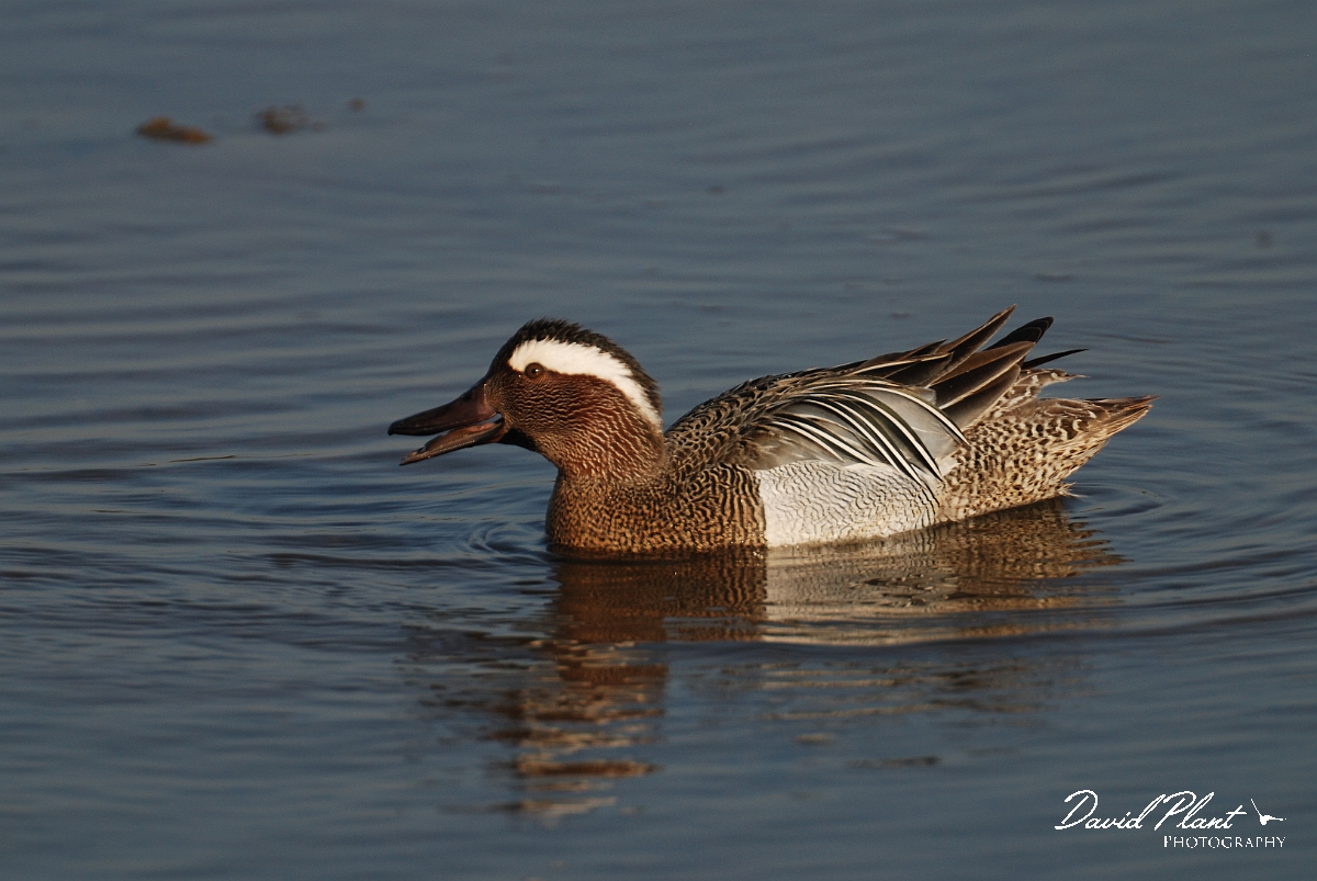 David Plant Photography - Wildlife Photography - Garganey - E.jpg - Garganey, male calling - Norfolk