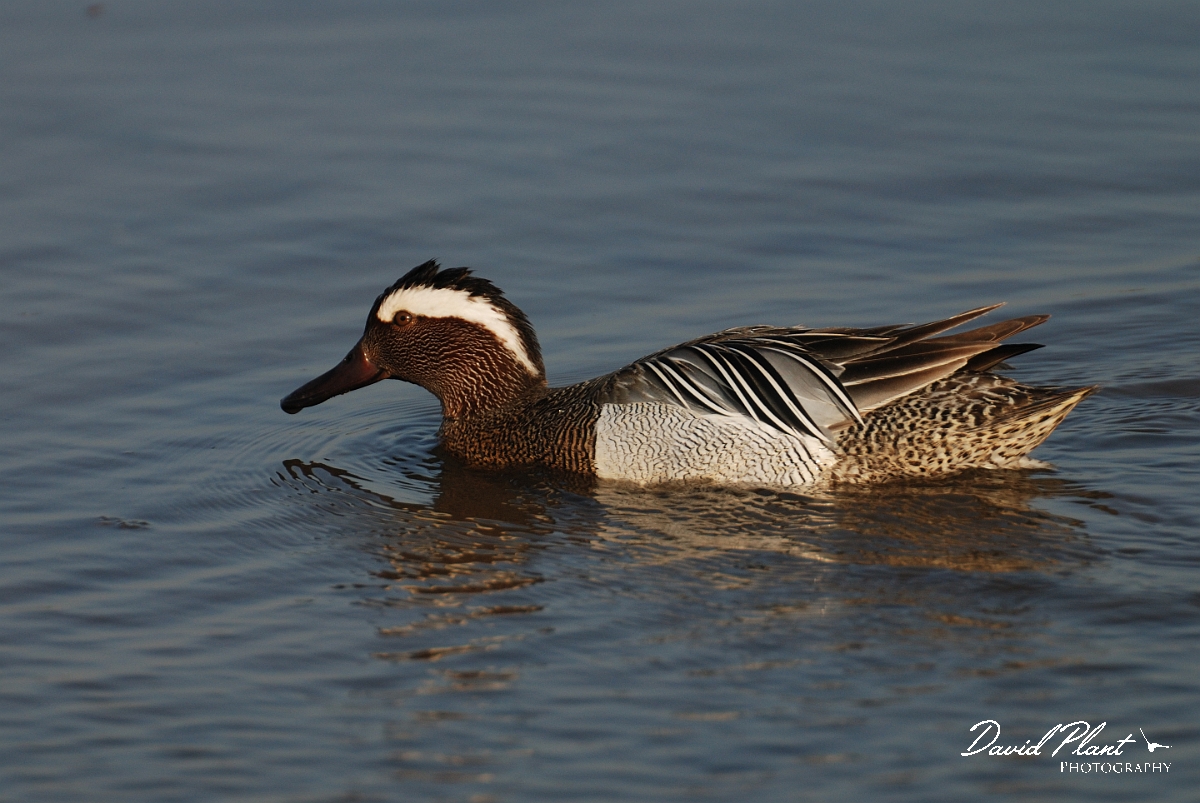 David Plant Photography - Wildlife Photography - Garganey - F.jpg - Garganey, male - Norfolk