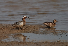 David Plant Photography - Wildlife Photography - Garganey - A