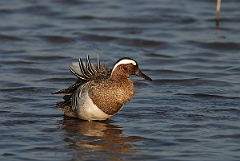 David Plant Photography - Wildlife Photography - Garganey - B