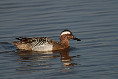 David Plant Photography - Wildlife Photography - Garganey - C