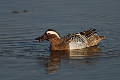 David Plant Photography - Wildlife Photography - Garganey - E