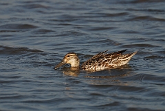 David Plant Photography - Wildlife Photography - Garganey - G