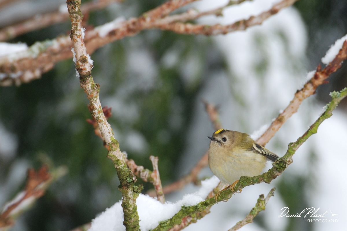 David Plant Photography - Wildlife Photographer - Goldcrest - A.jpg - Goldcrest - Gloucestershire