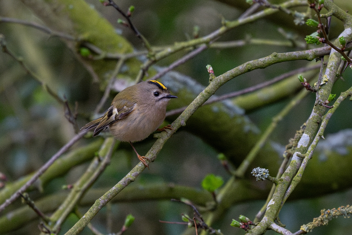 David Plant Photography - Wildlife Photography - Goldcrest - B.jpg - Goldcrest - Norfolk