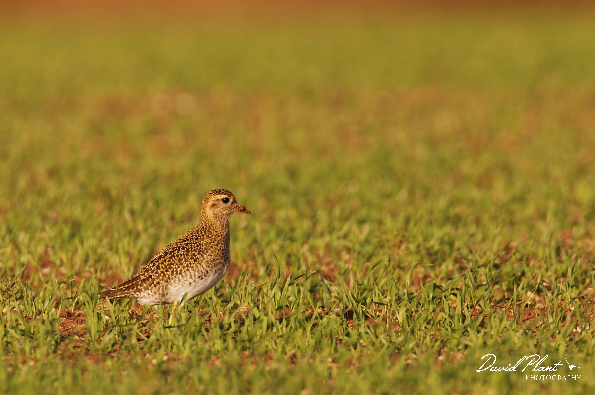 David Plant Photography - Wildlife Photographer - Golden plover - C.jpg - Golden plover in an arable field - Norfolk