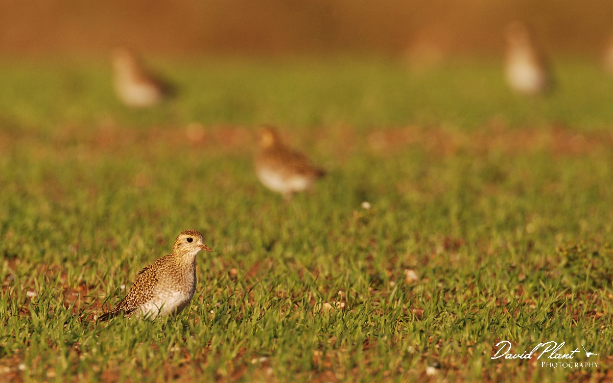 David Plant Photography - Wildlife Photographer - Golden plover - D.jpg - Golden plovers in an arable field - Norfolk