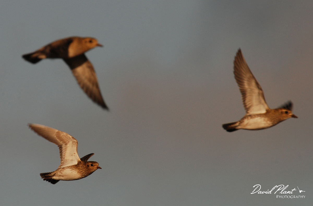 David Plant Photography - Wildlife Photographer - Golden plover - F.jpg - Golden plover trio flying - Norfolk